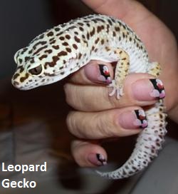 Leopard Gecko - Gecko on finger_1 Leopard Gecko - Gecko on finger_1